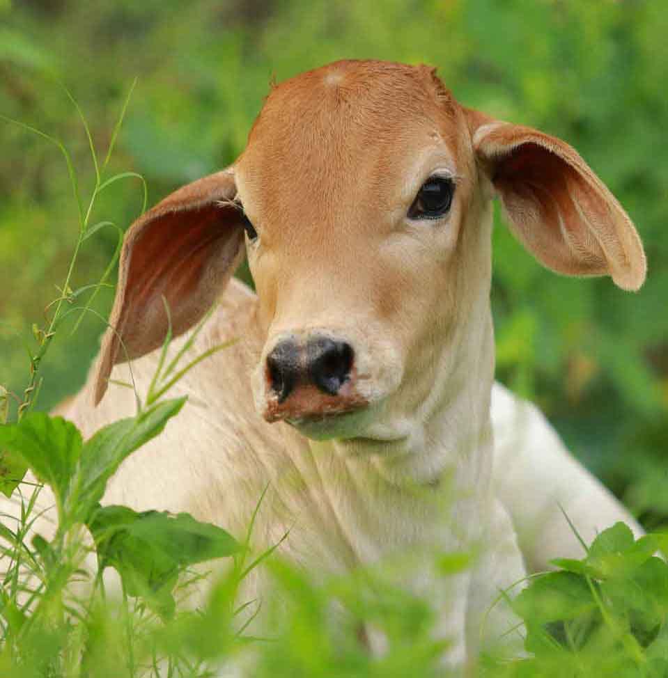 आमची कंपनी